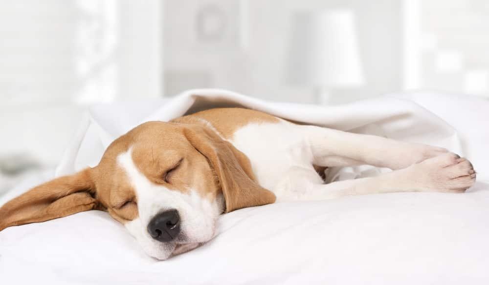 Beagle puppy sleeping on bed with white sheets.
