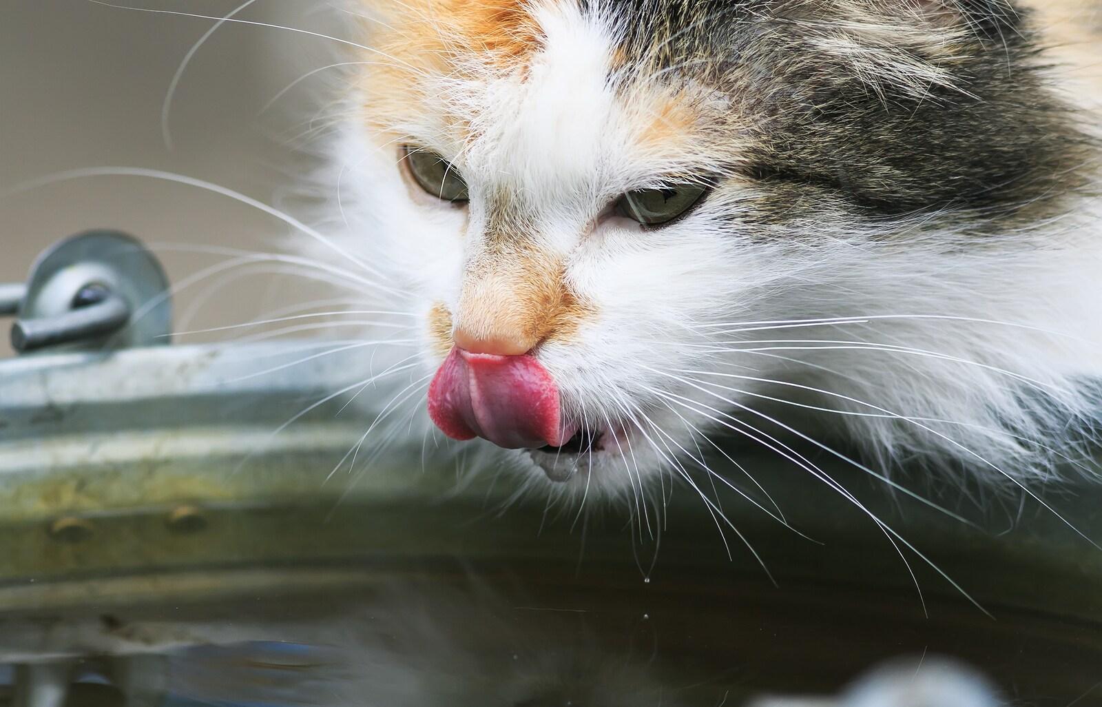 cat-drinks-water-from-bucket Kočka pije vodu z kbelíku a olizuje si nos