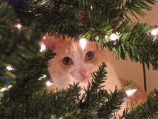 cat-hiding-in-christmas-tree-branches Béžová a bílá kočka pokukování skrz větve vánočního stromku