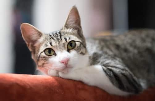 kočka odpočívající na opěradle pohovky