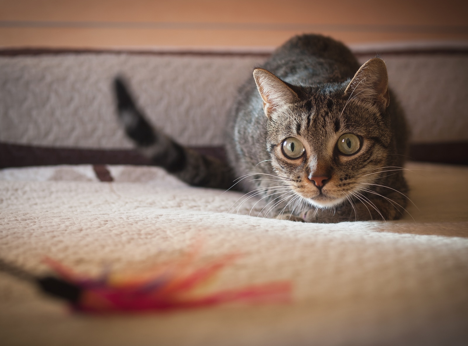 Tabby cat in crouched position about to prance on feather toy.