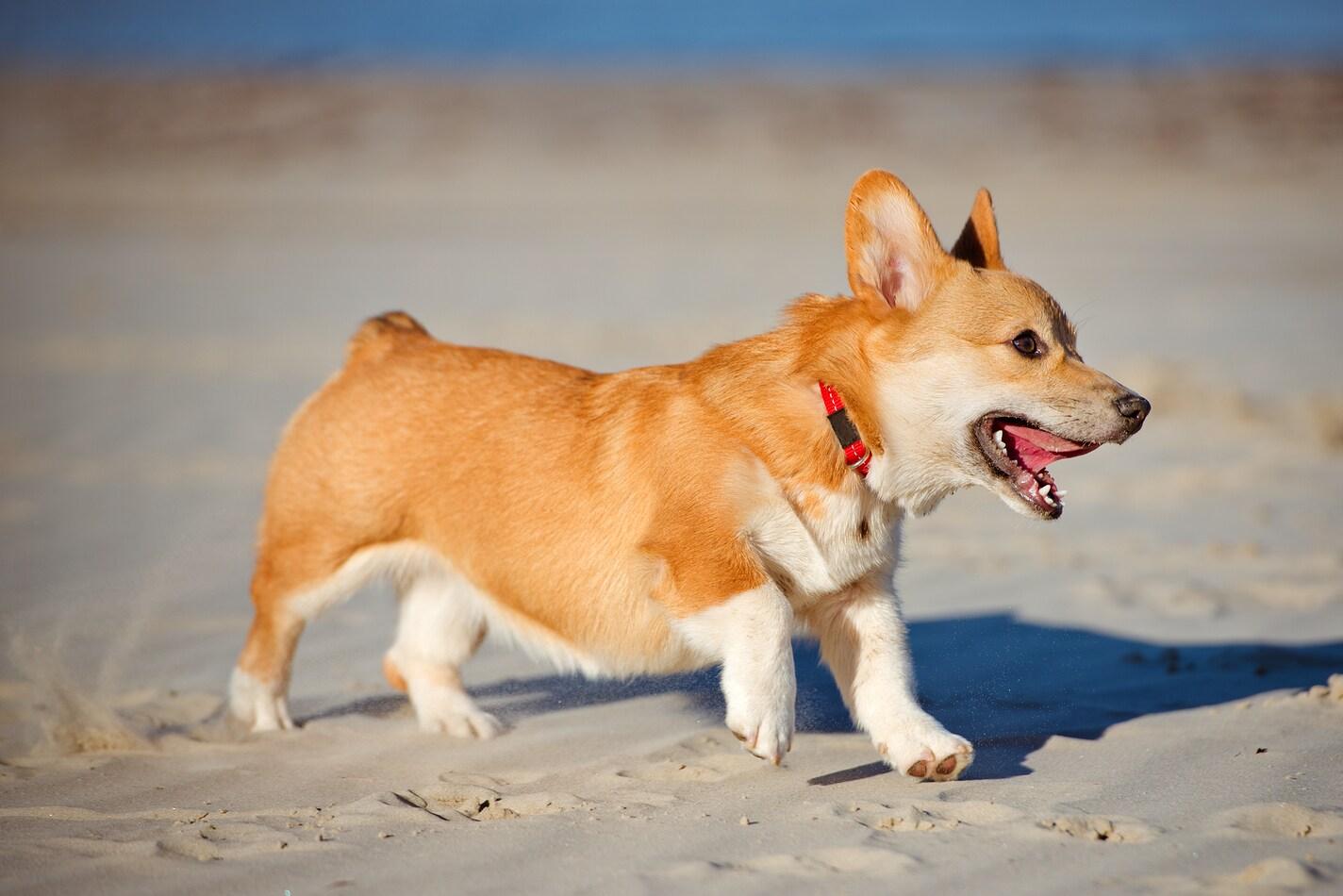 Štěně rasy Welsh corgi pembroke na pláži