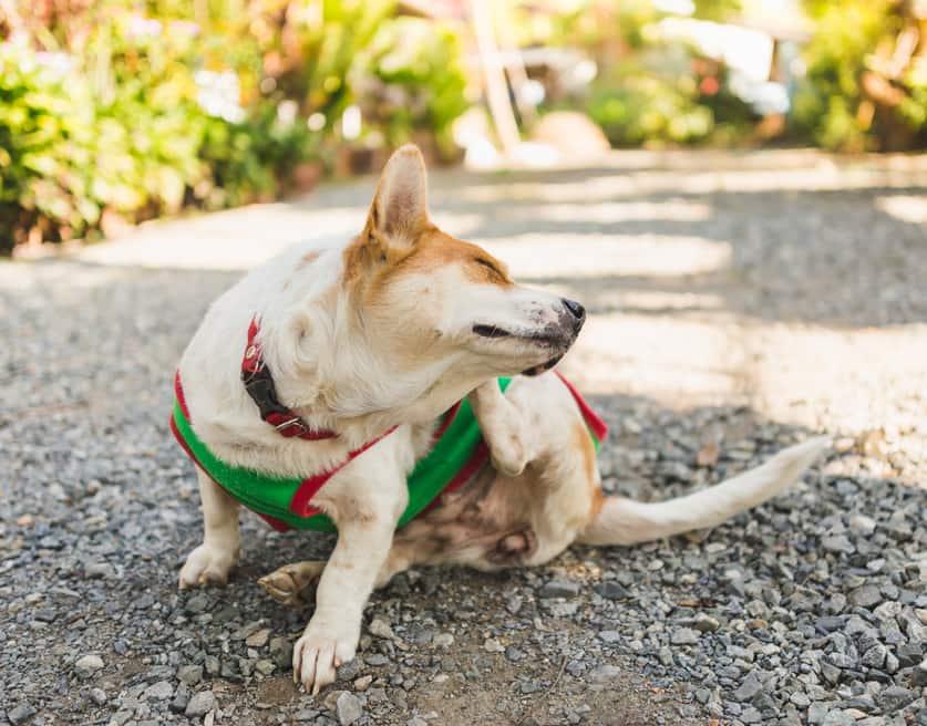 Corgi v zeleném svetru se škrábe na uchu.