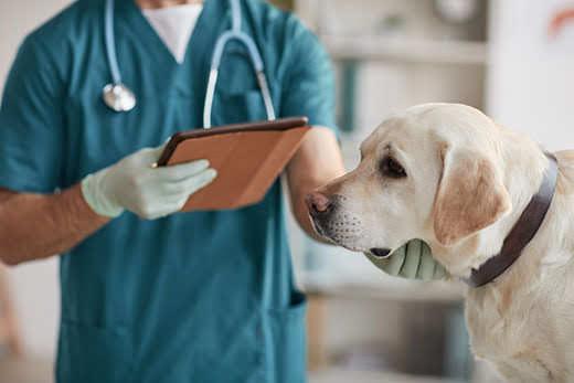 Oříznutý portrét nerozpoznatelného veterináře, který vyšetřuje žlutého labradora na veterinární klinice