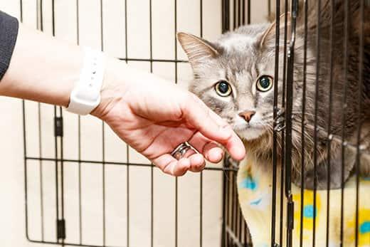 Hand of a woman petting cat that is lying in a cage at a shelter