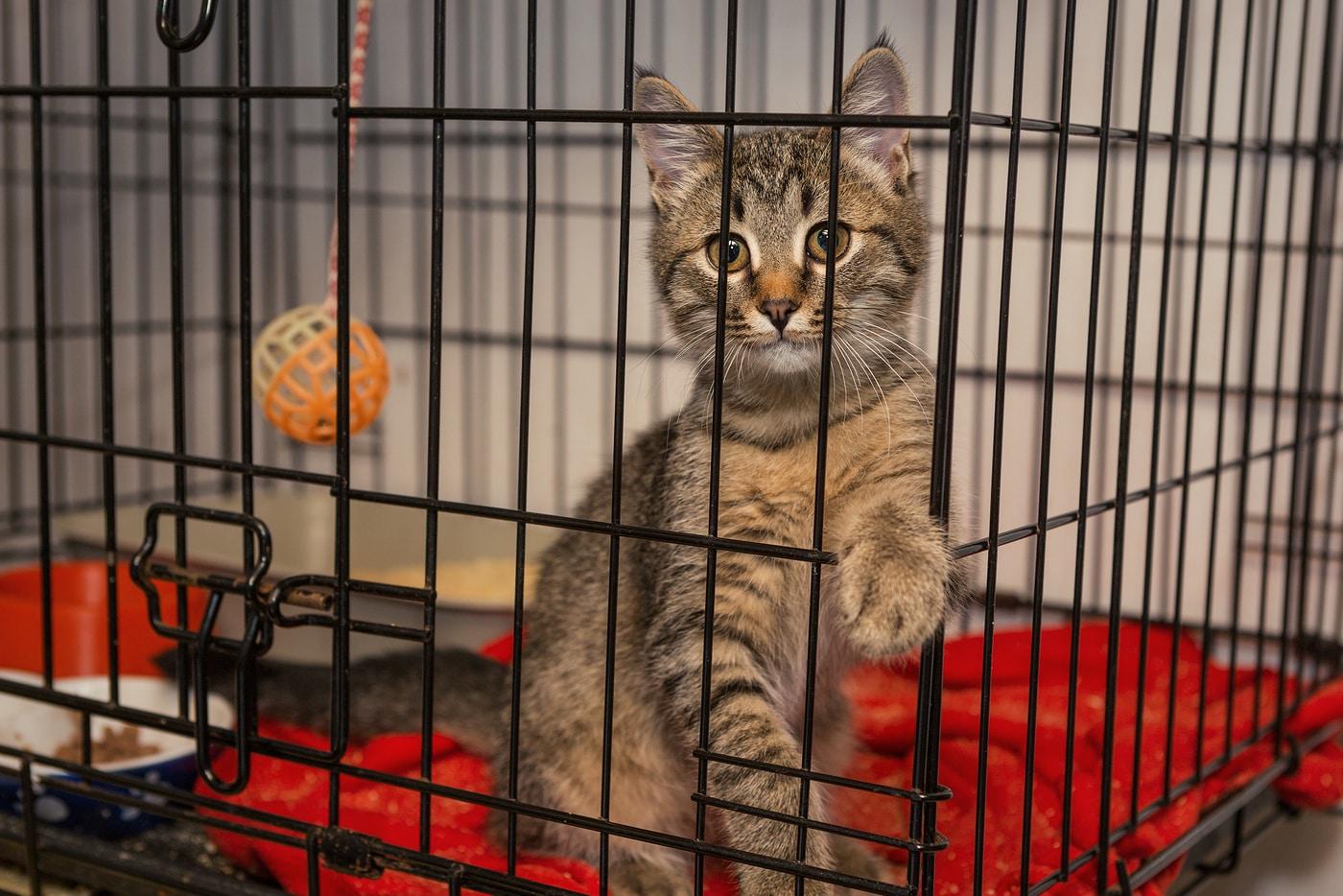 kitten-in-cage Little kitten in the shelter elegantly posing in a cage