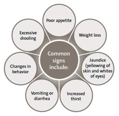 Běžné příznaky onemocnění jater