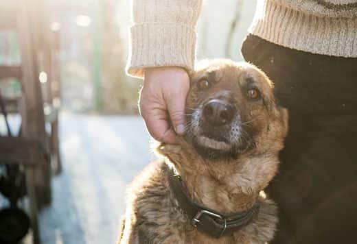 Man standing in a cityscape holds a German shepherd dog's head next to his leg while petting dog.