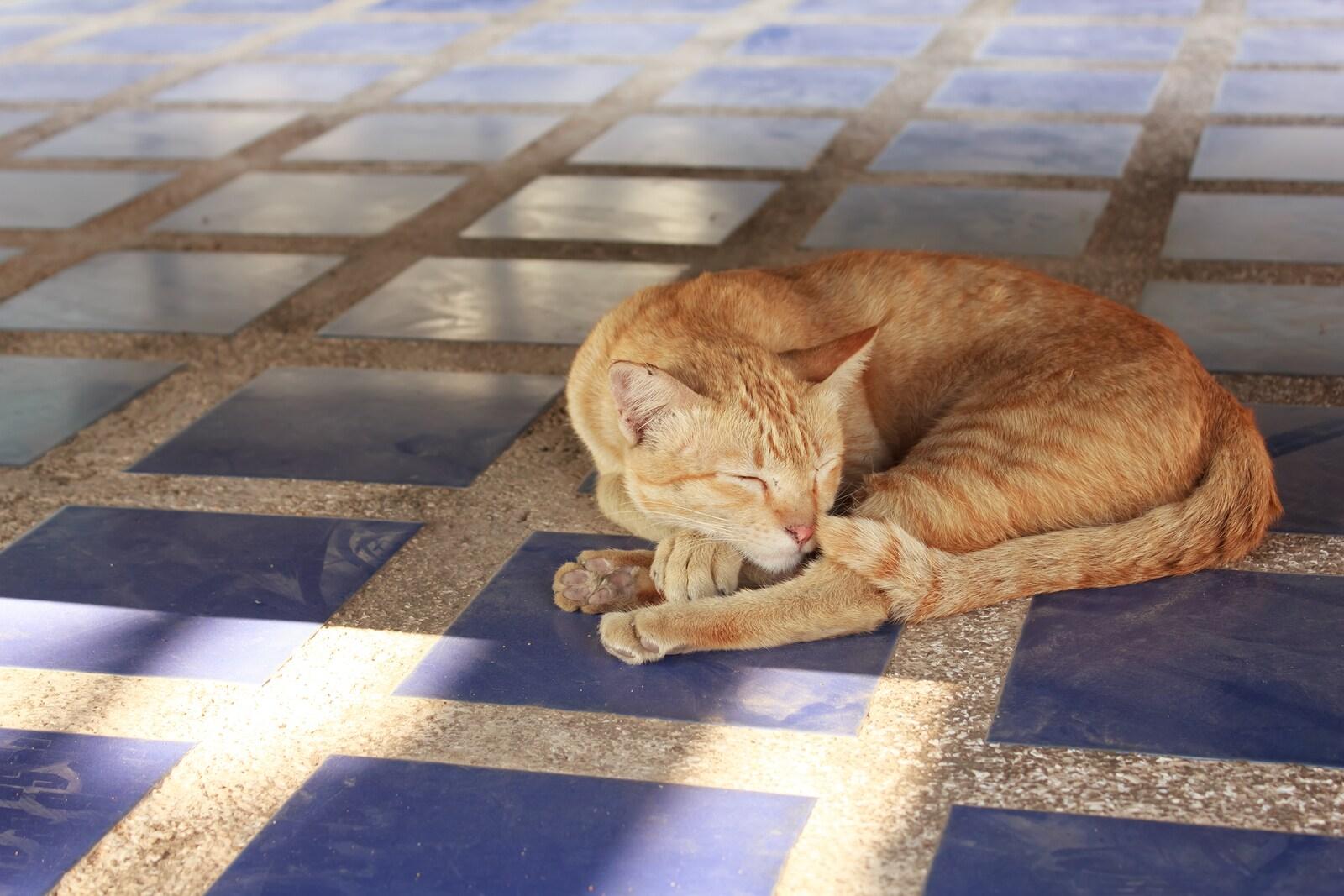 orange-cat-lying-on-blue-tile Oranžová kočka ležící na modré dlaždicové podlaze spí.