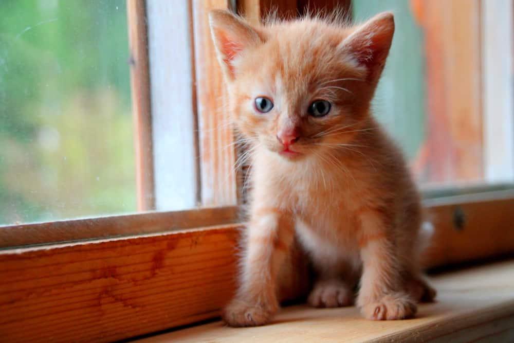 Orange kitten on window sill