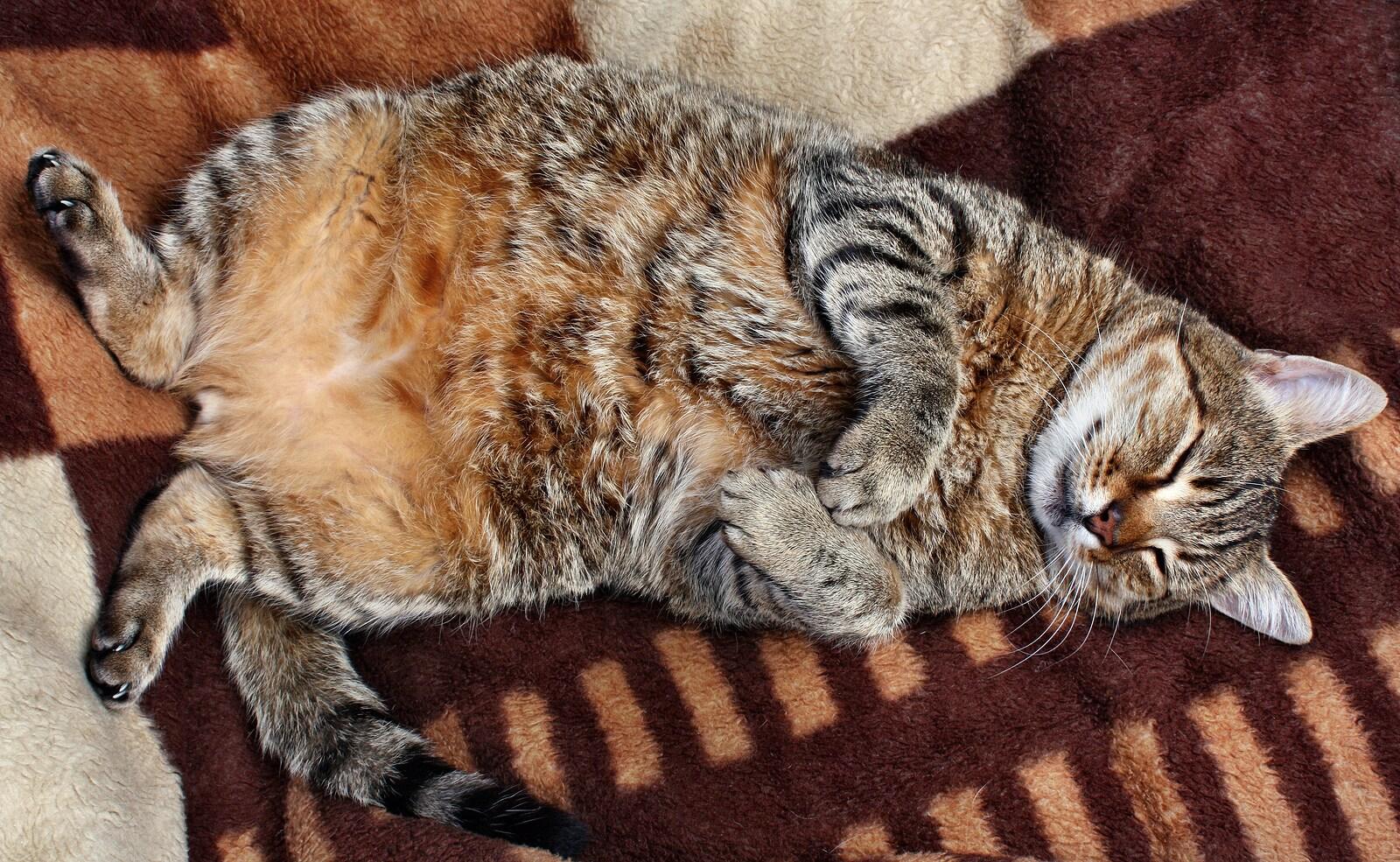 Overweight, striped tabby cat lying on back with eyes closed