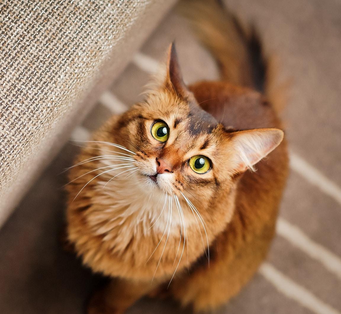 Purebred ruddy somali cat looking up staring at the camera.