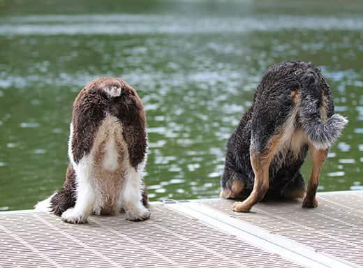 two-dogs-looking-into-water-from-dock-SW Two dogs looking down over a dock at the water