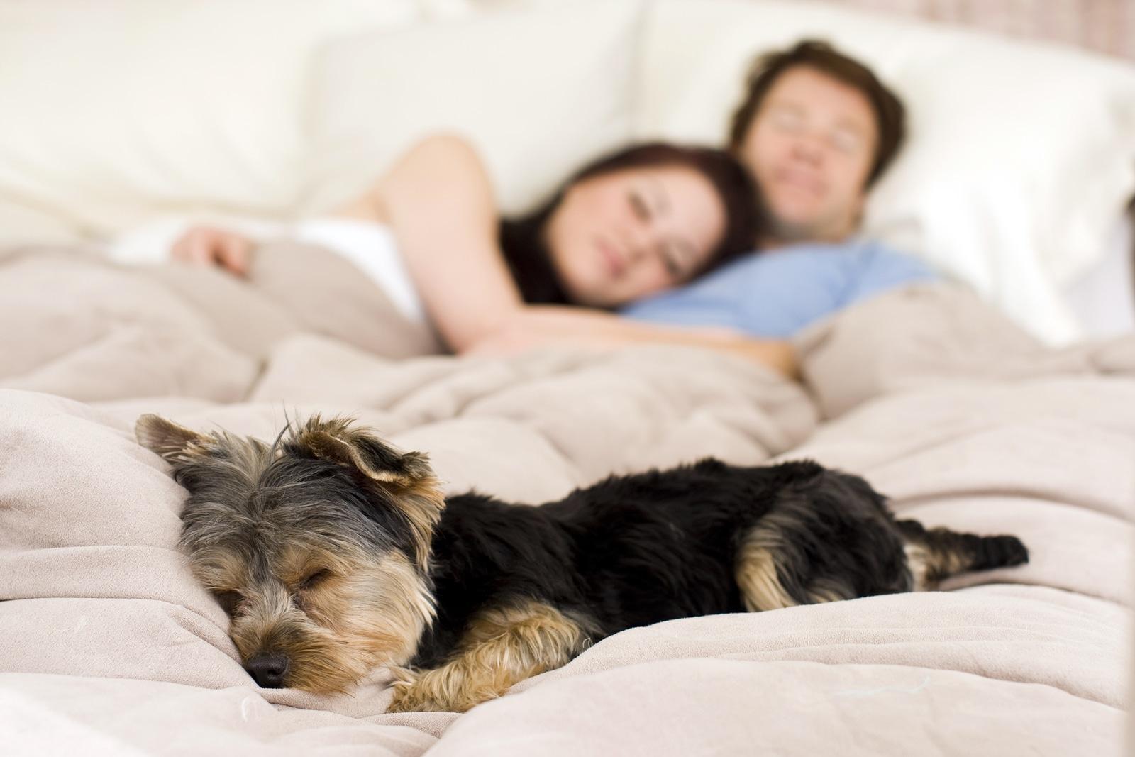 Couple lying in bed in background, while Yorkie in bed is in foreground