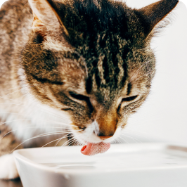 A cat is drinking water from a bowl