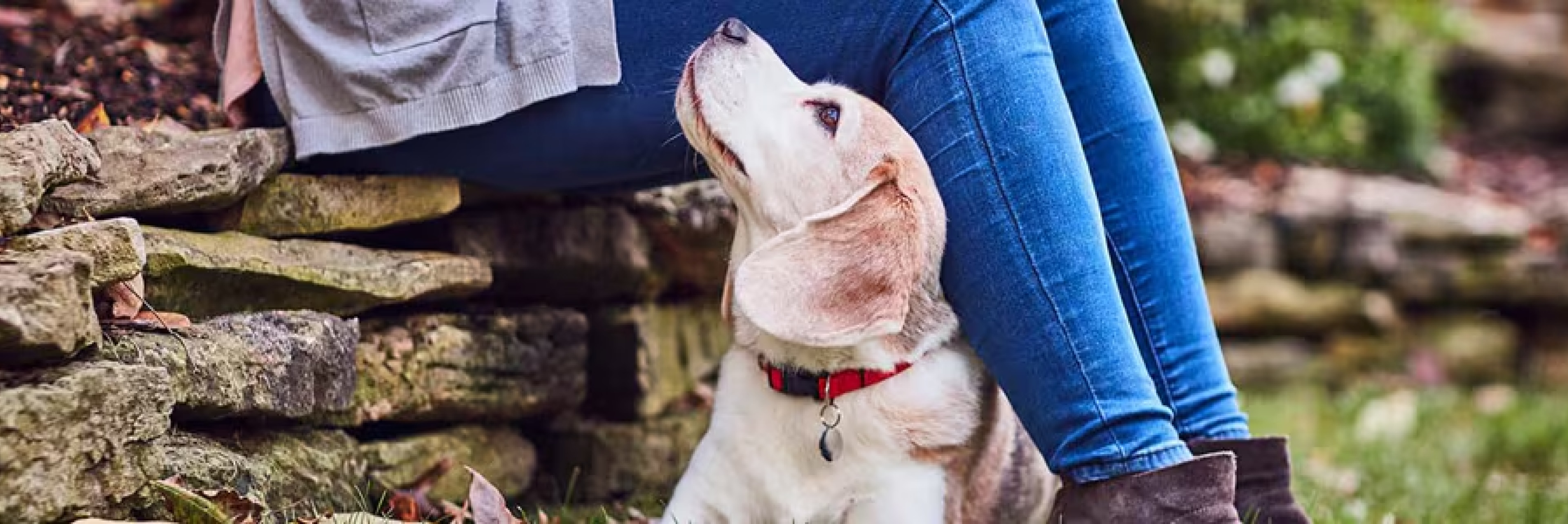 Pes upírající zamilovaný pohled na svou páničku.