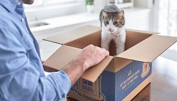 Photo of a cat playing in a box