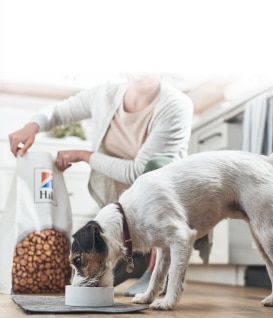 Kopce, které jedí psa