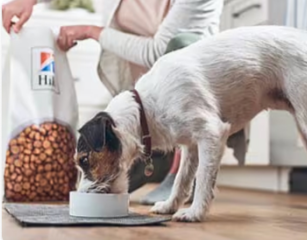 Pes jí krmivo Hill's Pet