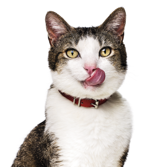 Cat licking mouth