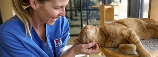 Fotografie ženy hladící kočku v místnosti