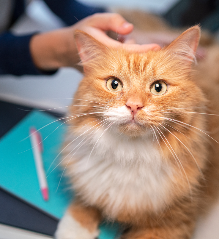 Hnědá kočka se dívá nahoru